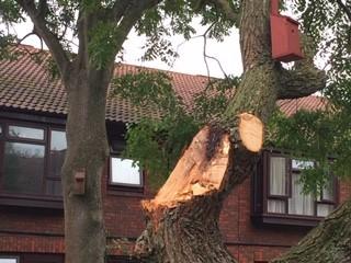 Bird box in tree