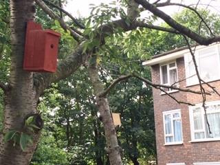 Bird box in tree