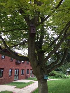 Tree with nesting bird box
