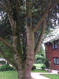 Tree with nesting bird box