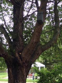Tree with nesting bird box