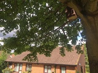Bird box in tree