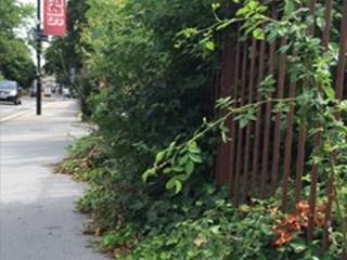 Hedge growing through the railings