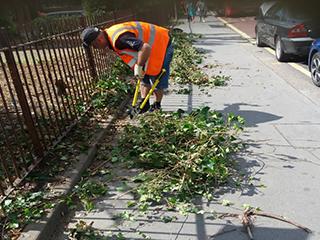 Person cutting and clearing hedge