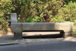 A 19th century animal drinking trough filled with plants