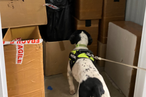 A sniffer dog finding illegal goods in a stack of cardboard boxes