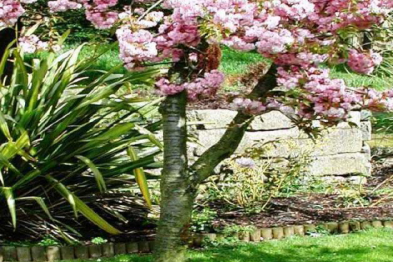 Picture of a memorial tree