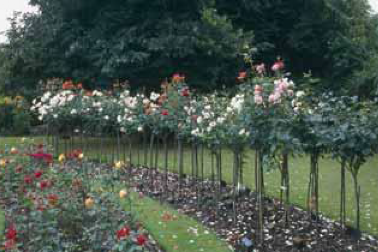 Picture of the memorial rose garden