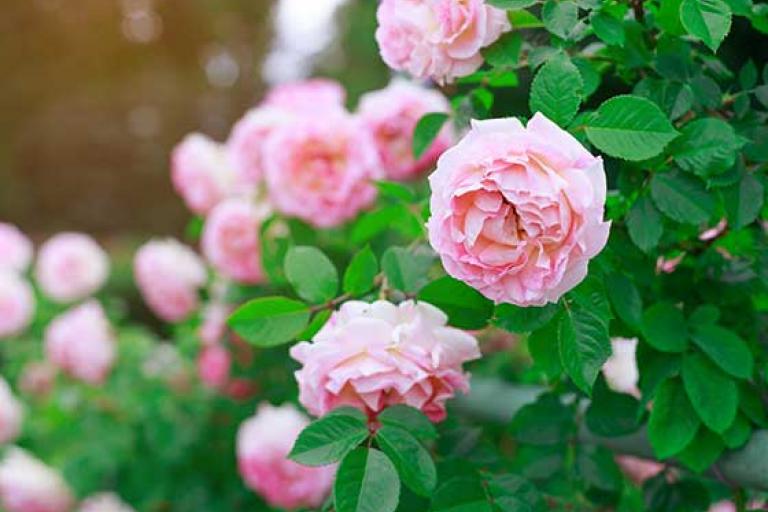 Picture of some roses in the memorial rose garden